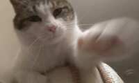 https://images.plurk.com/4ZFd7cR9BpK1tKIU6Qgk76.gif