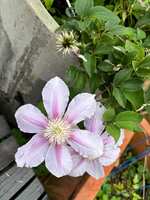 https://images.plurk.com/4ZcvClyjSDLNJOoVSUBAV5.jpg