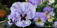 https://images.plurk.com/4aF0juIuvTZcjR2wFv1EF9.jpg