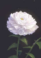 https://images.plurk.com/4aOrOcAHNjwhvkCoyRdlWS.jpg