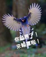 https://images.plurk.com/4cL70drWcrYEClcgqGu0qs.jpg