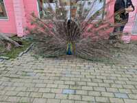 https://images.plurk.com/4ciOBpFP3LwWpr23RQIRNa.jpg