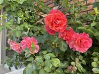https://images.plurk.com/4cocmbPKCQN9SWBxfeqR71.jpg