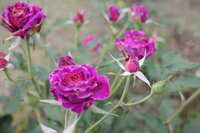 https://images.plurk.com/4dWqZIi5jjp4BB9AvPS3pt.jpg