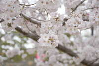 https://images.plurk.com/4ewaodlRZDdhE2qZz507gT.jpg