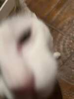 https://images.plurk.com/4f6PmxawJXyDDtiEgV3OMM.jpg