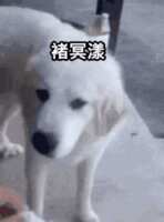 https://images.plurk.com/4fPR4mvOs520h492JTgk4L.gif