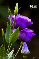 https://images.plurk.com/4gpYwbCYfmbghKGE7GpWfj.jpg