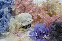 https://images.plurk.com/4hXNP2dg9Alc03eyLw5z0X.jpg