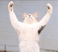 https://images.plurk.com/4hk2fSJ8lJTqH7z6FqbrQo.png