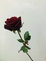 https://images.plurk.com/4hkzcViR5Y8NM21dX3m2fb.jpg