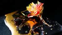 https://images.plurk.com/4iWpAuxExtK1laCPP0q6L.jpg