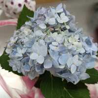 https://images.plurk.com/4j7DaHzisGWOHVbjMHdd9f.jpg