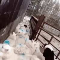 https://images.plurk.com/4lVkSGGsGF7kdnowceDA9p.gif