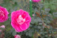 https://images.plurk.com/4m0FZl7AOgJatn6bkXOHjJ.jpg