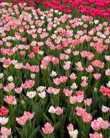 https://images.plurk.com/4m7KEmCChSsLB43ZN9inyT.jpg