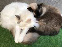https://images.plurk.com/4pKHs7PjyZze8tt1bqaTib.jpg