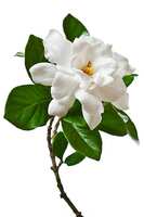 https://images.plurk.com/4pXg3vn6Rg88nySEs9caAH.png