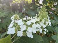 https://images.plurk.com/4pkT50nBUQXLCggGsHJ6XJ.jpg