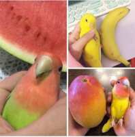 https://images.plurk.com/4pt8zFiFytS7jo1g5Af7aV.png