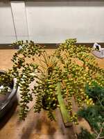 https://images.plurk.com/4pynd6WiOAvPZ0h2De6obR.jpg