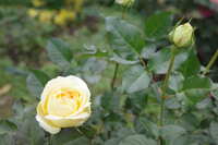 https://images.plurk.com/4qT6cvfhhwqRSGqxoc1I1Y.jpg