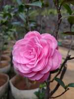 https://images.plurk.com/4qsd4TUgxfVppt80rozA0D.jpg