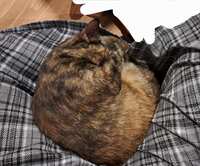 https://images.plurk.com/4slHKyCcpZYcuKtcyf8gsJ.jpg