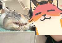 https://images.plurk.com/4tMcBlSOxzP3k0gEbUz7Kl.jpg
