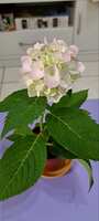 https://images.plurk.com/4tgq9pqQvi6VwNFrPLwSjW.jpg