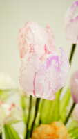https://images.plurk.com/4vSsmCDxhu6pso4WhuQ63g.jpg
