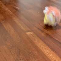 https://images.plurk.com/4vlu31j5wpyYsnFDc7boXP.gif