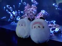 https://images.plurk.com/4w0bmRCmycfYKvid46hRPK.jpg