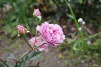 https://images.plurk.com/4w7QtSd8YjZKdhYwIjVeYK.jpg