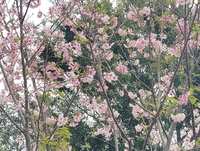 https://images.plurk.com/4xVy7LN3iZ4M1lwhb19o1o.jpg