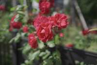 https://images.plurk.com/4xWvOtlpSrcW5kDeg0RMeJ.png