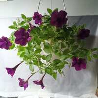 https://images.plurk.com/50AUnIFHqDcTTxmCoIfku6.jpg