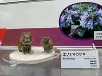 https://images.plurk.com/50KI8SjDUcUfzDZZn8Y0YQ.jpg