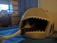 https://images.plurk.com/50pIQ5BIzcyGl8LZey1APq.jpg