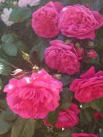 https://images.plurk.com/5135se70KVW2d5sBHrZGu4.jpg