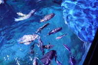 https://images.plurk.com/531RemaEJKBnqi60WNn2ER.jpg