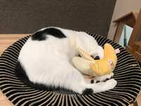 https://images.plurk.com/53DSSHteJNo9QBX9ycbeWL.jpg