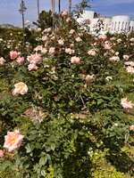 https://images.plurk.com/53HnBjpgGaPY0G6dlQzjju.jpg