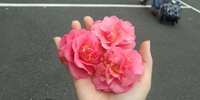 https://images.plurk.com/53WBIAM1ckLdMc0IU5uXmX.jpg
