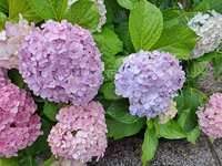 https://images.plurk.com/55HRC62jRocqOFQKUbEVA1.jpg
