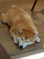 https://images.plurk.com/57WHqE0NOVCZvFNgD7aFdt.jpg