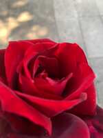 https://images.plurk.com/57d6Z1SH8Ul7sXeTktHPY8.jpg