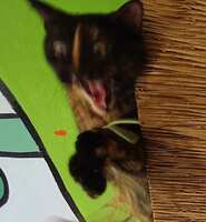 https://images.plurk.com/57gOuzCAS64Z1puUDmG1ep.jpg