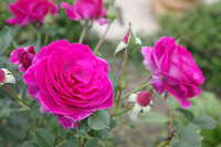 https://images.plurk.com/57l9cQGRk0eM3NJjsOQ9MA.jpg