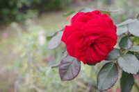 https://images.plurk.com/57ybbKa0XIeWTuwFFHdFr8.jpg